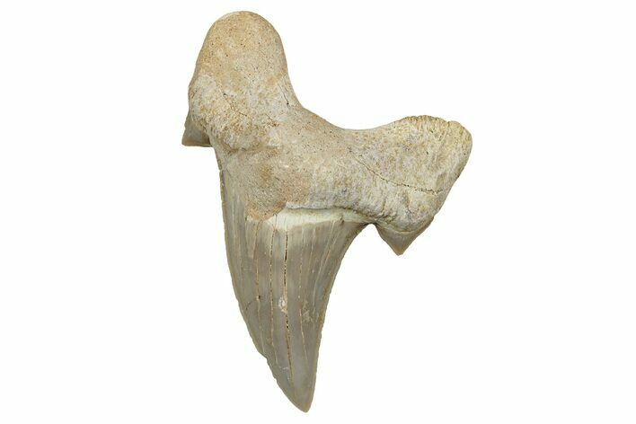 Fossil Shark Tooth (Otodus) - Morocco #353434